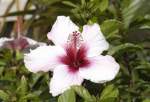 Hibiscus in Granadilla de Abona - Teneriffa.