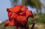 Blumen im Siam Park Teneriffa.