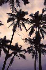 Kokospalmen am Strand von Hikkaduwa an der Südwestküste von Sri Lanka. Aufnahme: Januar 1989 (Bild vom Dia).
