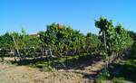 Weinreben in Rohrendorf bei Krems.