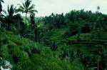 Reisterrassen auf der indonesischen Insel Bali im Mai 1989