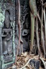 Mchtige Baumwurzeln haben etliche Tempel in der antiken Tempelanlage von Angkor in Kambodscha fest im Griff.