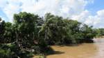 Tropische Vegetation am Mekong-Delta.(17.8.2013)