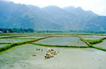 Reisfelder bei Mai Chau östlich von Hanoi. Bild vom Dia. Aufnahme: Januar 2001.