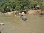 Manchmal mssen auf einem Ritt auf einem Elefanten im Norden Thailands auch Flsse durchquert werden, am 02.11.2006