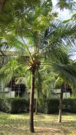 Eine Kokospalme in Phuket.(29.12.2011)