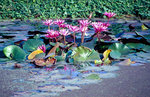 Lotusblumen im Geschichtspark Sukhothai. Bild vom Dia. Aufnahme: Februar 1989.