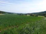 Felder und Wiesen bei Caldern, Landkreis Marburg-Biedenkopf (17.05.2022)