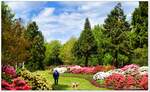 Eine wunderschöne Parklandschaft, der Rhododendron Park in Bremen Horn-Lehe. Hier der neue Abschnitt, es gibt noch den alten Abschnitt mit den großen Rhododendren unter knorrigen schattigen Eichen. Getrennt werden die Park-Abschnitte durch  ...