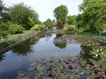 Seerosenteich im Garten von Courts Garden, Wiltshire (17.05.2024)