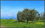 Olivenbaum bei Quattropani. Im Hintergrund sind die Inseln Panarea und Stromboli zu sehen. (22.02.2024)