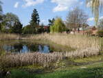 Dorfteich in Wespen, Salzlandkreis (14.04.2025)