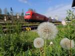 Löwenzahn, bzw. Pusteblume; dahinter eine einfahrende Zugsgarnitur (R5965) im Bhf. Ried; 250423