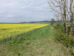 Felder im Leinebergland bei Lübbrechtsen (19.04.2025)
