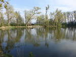 Klosterteich am Kloster Marienrode, Lkr. Hildesheim (20.04.2025)