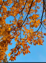 Orangene Blätterpracht auf blauem Grund (Himmel) – im Heinrich-Heine-Park in Halle (Saale).

🕓 23.10.2024 | 17:32 Uhr
