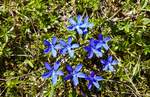 Frühlings-Enzian (Gentiana verna) im Hochgebirgs-Naturpark Zillertaler Alpen auf über 2000m Seehöhe. (12.06.2025)