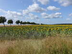 Sonnenblumenfeld bei Grubo, Brandenburg (04.07.2025)