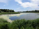 Fischweiher bei Ladeburg, Jerichower Land (05.07.2025)
