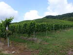 Weinberg im Seitental der Nahe bei Kirschroth (26.07.2025)