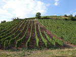 Weinberg am Welschberg bei Waldböckelheim (26.07.2025)