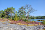 Felsen im Scherengarten auf Gunnarsö südlich von Oskarshamn. Aufnahme: 19. August 2025.