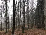 Blick in den Wald auf der Goethe Route in Marienbad am 24. April 2020