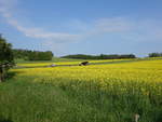 Rapsfelder bei Klenova im Drosauer Bergland, Okres Klatovy (25.05.2019)