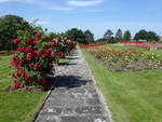 Lidice, Rosarium Garten des Friedens und der Freundschaft, angelegt 1955 (28.06.2020)