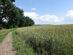 Getreidefeld bei Bysice / Bischitz im Mittelböhmen (28.06.2020)