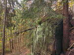 Der Wald bei der Felsenburg Falkenstein am 24. Oktober 2021 im Gebiet Jetrichovice u Decína.