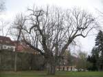 Diese bei dem trben Wetter nahezu gespenstisch anmutende uralte verknorzelte und vom Wetter gezeichnete Kastanie steht im Schlopark von Klasterec, 01.12.07