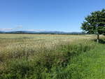 Getreidefelder bei Bernatice im Altvatergebirge (01.07.2020)