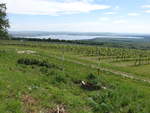 Weinberge bei Pavlov und Thaya Stausee, Südmähren (31.05.2019)