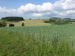 Getreidefelder bei Vitochov, Bezirk Žďár nad Sázavou (01.06.2019)