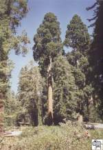 In der Mitte von Kalifornien liegen die beiden mittlerweile zusammengeschlossenen Nationalparks Sequoia und Kings Canyon. Hier stehen einige der größten und auch ältesten Lebewesen unserer Erde. 
Im Kings Canyon Nationalpark steht der  General Grant Tree . Er ist mit seinen etwas mehr als 80m der zweithöchste Baum im Sequoia & Kings Canyon Nationalpark. Die Aufnahme entstand am 18. September 2002.