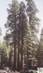 In der Mitte von Kalifornien liegen die beiden mittlerweile zusammengeschlossenen Nationalparks Sequoia und Kings Canyon. Hier stehen einige der größten und auch ältesten Lebewesen unserer Erde.
Auf den Bild sieht man gut das Größenverhältnis zwischen normalen PKWs und den Mammutbäumen (Sequoiadendron giganteum). Die Aufnahme entstand am 18. September 2002.