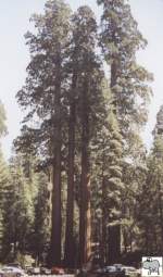 In der Mitte von Kalifornien liegen die beiden mittlerweile zusammengeschlossenen Nationalparks Sequoia und Kings Canyon.