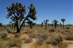 Am 26.06.1992 im Joshua Tree National Park in Kalifornien Diese Pflanzen, Joshua Tree, gaben dem Park seinen Namen (als Dia fotografiert)