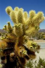 Gold-Cholla im Joshua Tree National Park in Kalifornien im Juli 1998