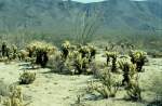 Silber Cholla und Ocotillo sind weit verbreitet im Anza Borrego Desert State Park in Kalifornien (Juli 1997)