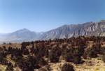 Kalifornien, Eastern Sierra (17.03.2003)