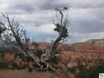 Im Sden des US Bundesstaates Utah liegt einer der wohl beeindruckensten Canyons dieser Erde: Der Bryce Canyon. Benannt nach den Siedler Ebenezer Bryce, welcher 1875 in das Paria Valley kam um Holzwirtschaft zu betreiben. Seine Nachbarn nannten den hinter seinen Haus gelegenen Canyon Bryce's Canyon. Tausende durch Erosion bearbeitete Sandsteine, genannt Hoodoos, scheinen aus der Erde zu wachsen und bilden einen atemberaubenden Blick auf diesen sagenhaften Canyon. Am 21. Juli 2006 besuchten wir auf unserer USA Reise von Denver in Colorado nach Los Angeles in Kalifornien den Bryce Canyon. Kurze Zeit vorher ging ein Regenschauer ber den Canyon nieder, wodurch die Farben des Sandsteines in einen schnen krftigen rot-orange erstrahlten. Das Bild entstand bei einen kleinen Spaziergang den Rim Trail entlang zwischen den Insperation Point und Sunset Point.