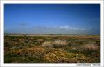 Stechginster und Binsen - Blick ber die Landschaft bei Lizard, Cornwall England.