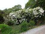 Rhododendron im Trewidden Garden bei Penzance (15.05.2024)