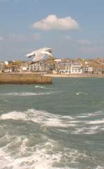 Die Mwe und das Meer, im Hintergrund St.Ives.
(April 2008)