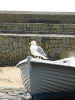 Eine Mwe ruht sich vom stndigen gegen den Wind fliegen aus.
(April 2008)