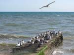 Brighton Strand: Mwen auf einer Art Seebrcke, 16.4.2012