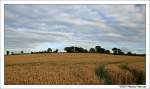 Sptsommer - Felder in der Nhe von Bath, Somerset UK.