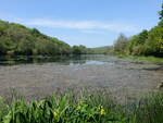 Milton Lake bei Milton Abbas, Dorset (12.05.2024)